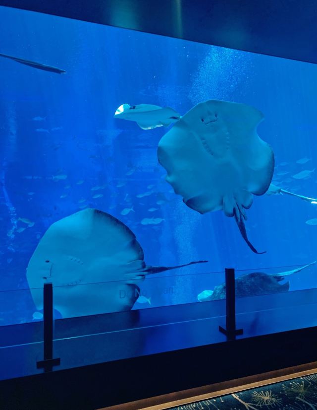 Ocean Restaurant