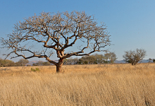 Vryheid Hill Nature Reserve景点图片