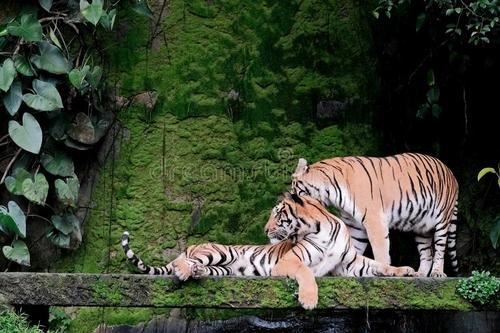 Tiger Kingdom Attractions Chiang Mai Travel Review Travel Guide Trip Com