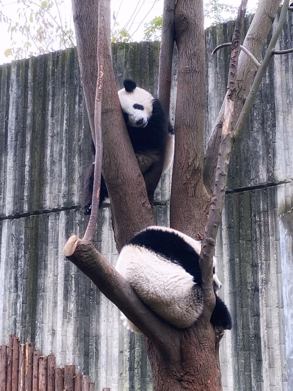 成都旅行攻略—大熊猫🐼繁育研究基地 地址：成都外北熊猫大道1375号 交通：地铁3号线到熊猫大道站，