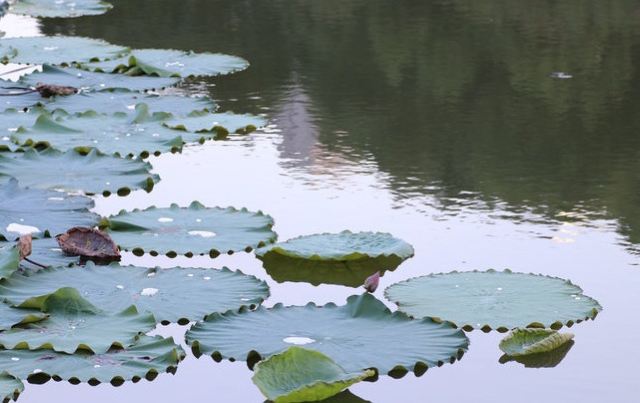 艾溪湖森林湿地公园旅行图片 3