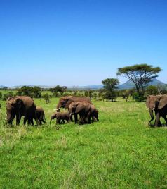 桑给巴尔群岛游记图文-JAMBO，坦桑尼亚！纳特龙湖、塞伦盖蒂、恩格罗格罗5日safari+桑岛3日