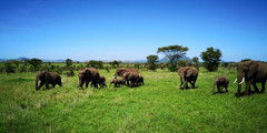 坦桑尼亚游记图片] JAMBO，坦桑尼亚！纳特龙湖、塞伦盖蒂、恩格罗格罗5日safari+桑岛3日