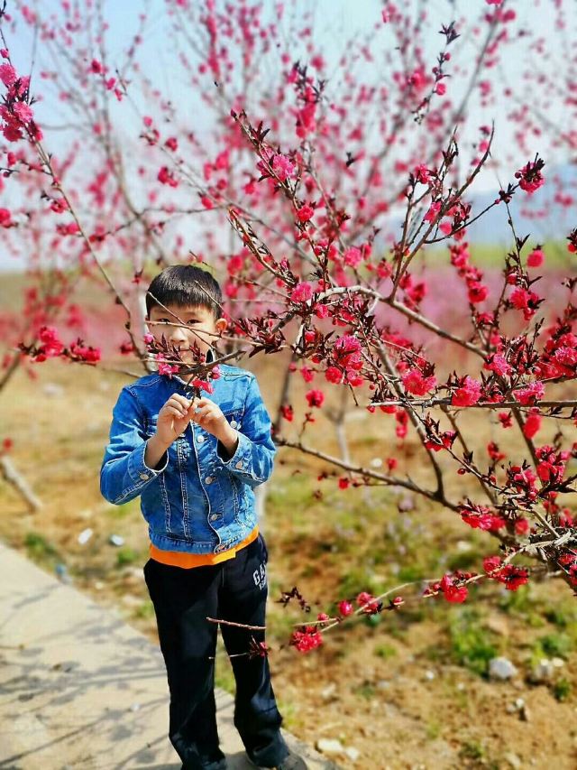平谷桃花海旅行图片 1