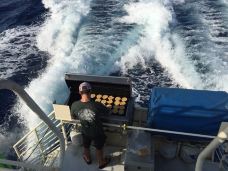 拉海纳-Florafifle