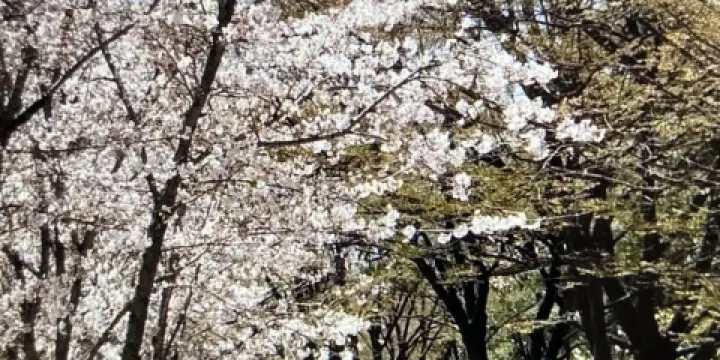 仁川樸有天櫻花路