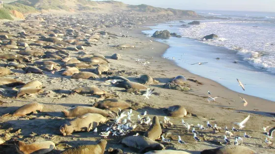 Friends Of The Elephant Seal