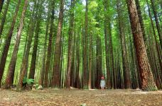 红木森林公园-华卡雷瓦雷瓦-尊敬的会员