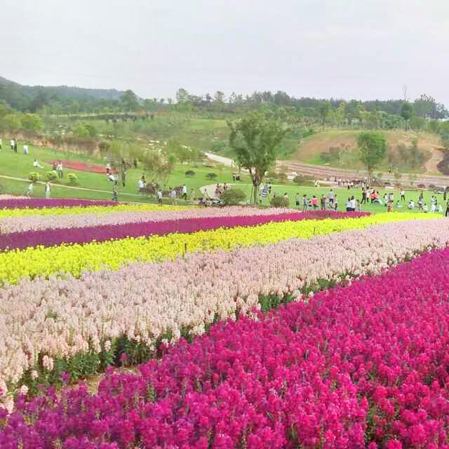 天汉丝路花海生态旅游景区