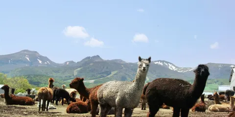 那須羊駝牧場