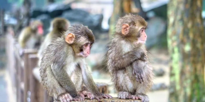高崎山自然動物園