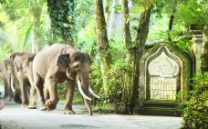 巴厘岛大象公园-巴厘岛-AIian