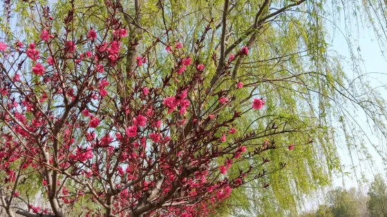 紅河薰衣草風情基地