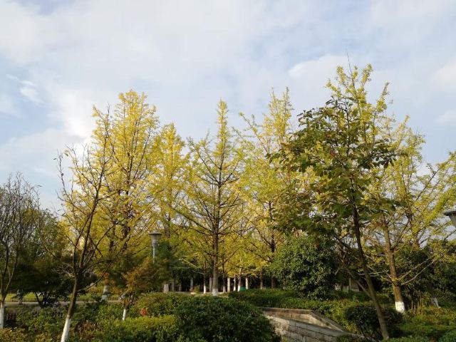 小湾河湿地公园旅行图片 3