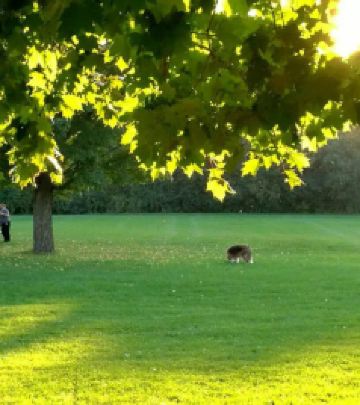 滑铁卢区游记图文-那些行走在路上的时光--加拿大的追枫赏色之旅