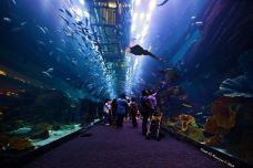 迪拜水族馆和水下动物园-迪拜-VickyoHQ