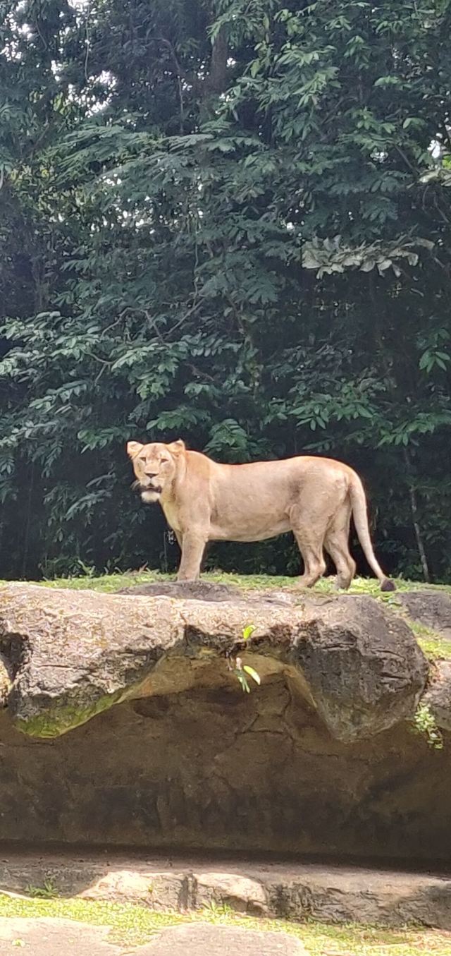 Singapore Zoo