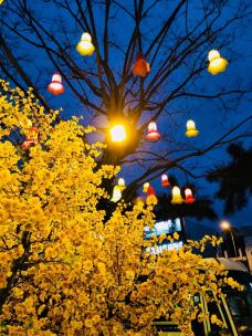 会安古城-会安-YoYo_7A8W8V4S