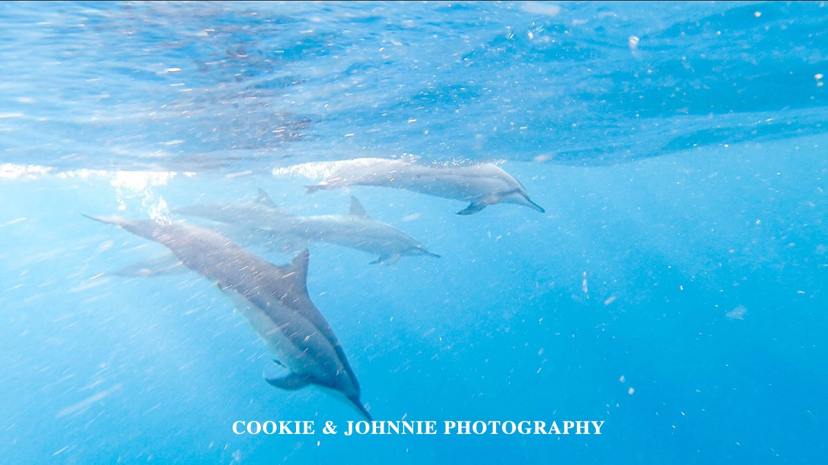 毛里求斯，在海豚湾和海豚共游泳