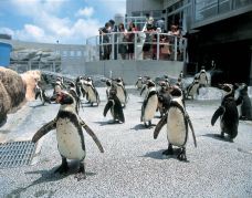 长崎企鹅水族馆-长崎-岁月如歌lcy