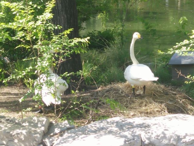 Beijing Zoo