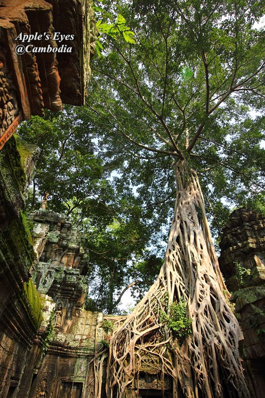 Ta Prohm