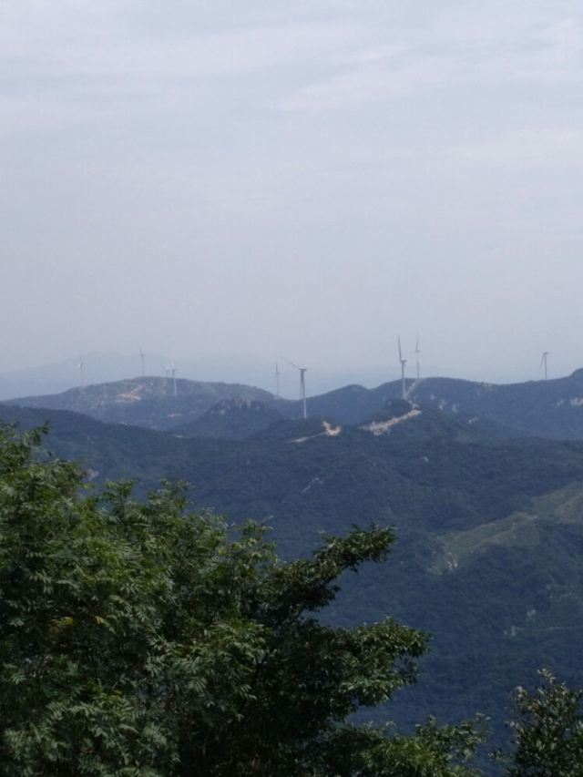 수탉 산
