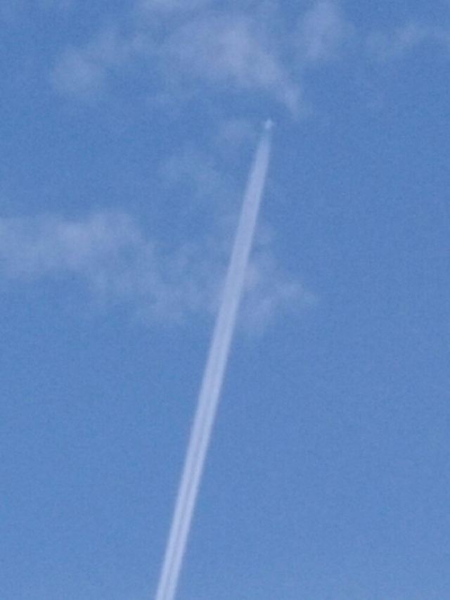 수탉 산