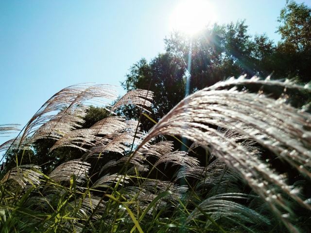 Pigeon Nest Park