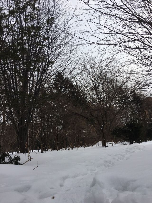 北海道大學