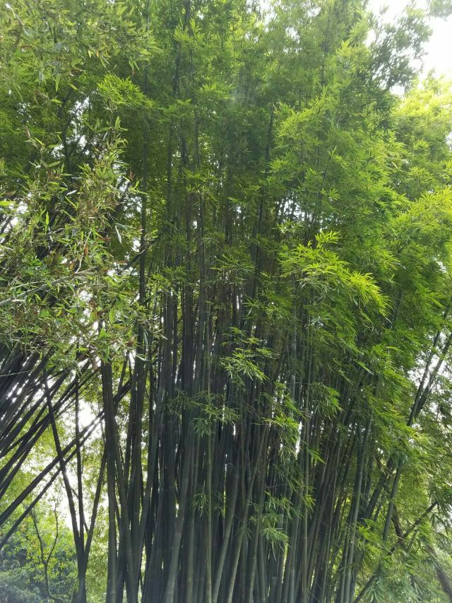 Guanzhai Mountain