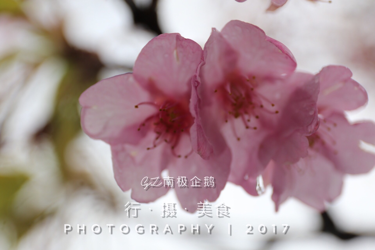 雨中樱花🌸