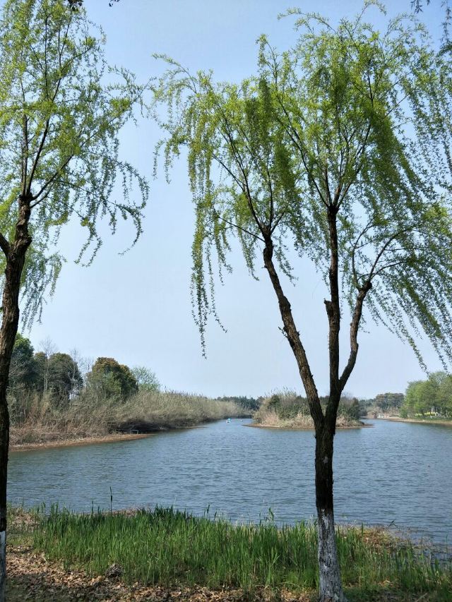 Shajiabang Scenic Area