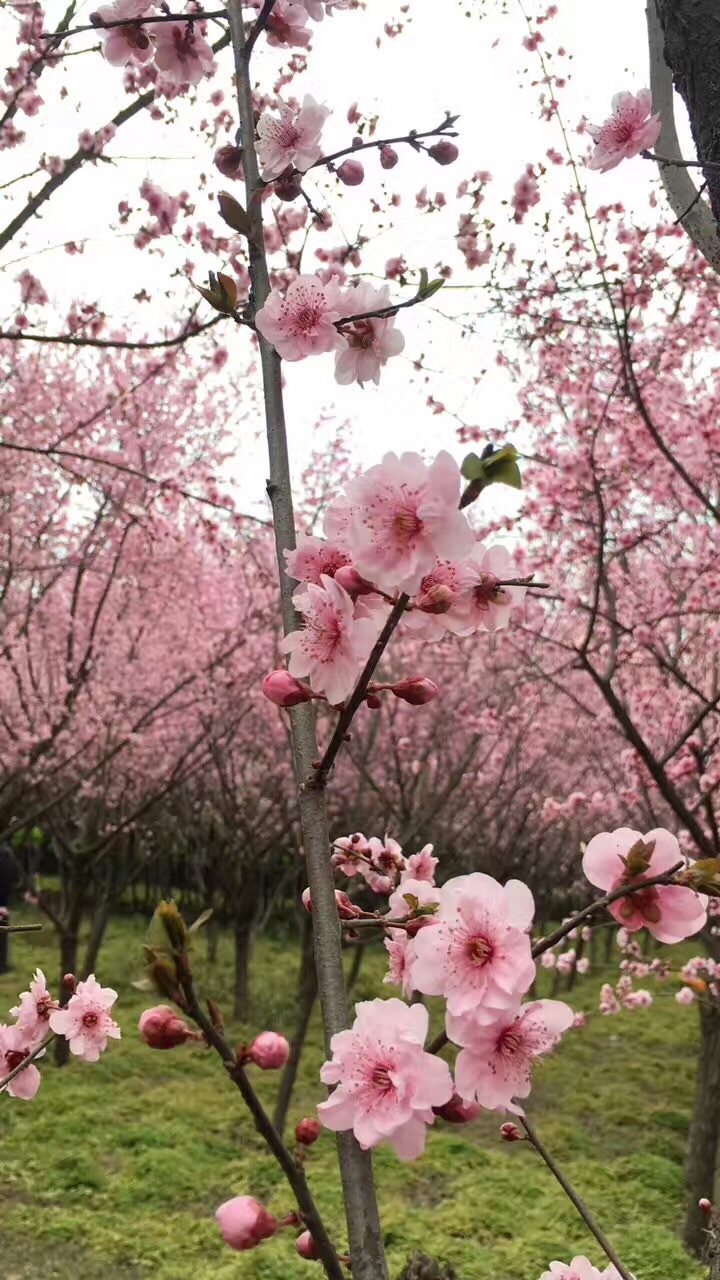 仁寿桃花