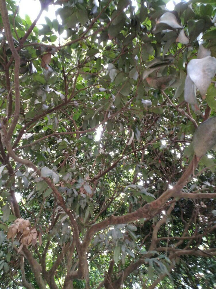 没看到荔枝花瓣