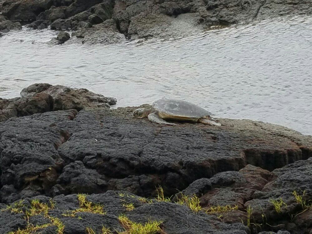 夏威夷大岛黑沙滩，由火山喷发而形成，偶遇一只大海龟。
