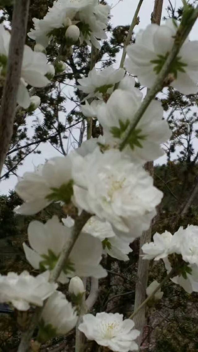 용왕탕 벚꽃공원