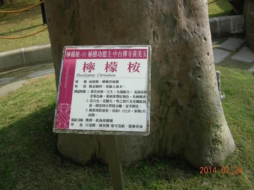 台湾阿里山森林树🌲种类的介绍