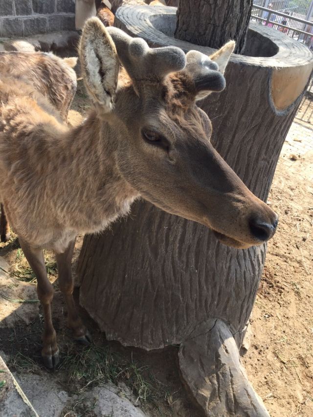칭다오(청도) 동물원