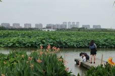 华阳湖湿地公园-东莞-木疙瘩