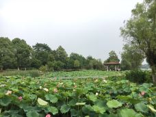 月湖公园-长沙-传说的某某