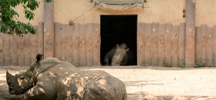 Chongqing Zoo Tickets Deals Reviews Family Holidays - 