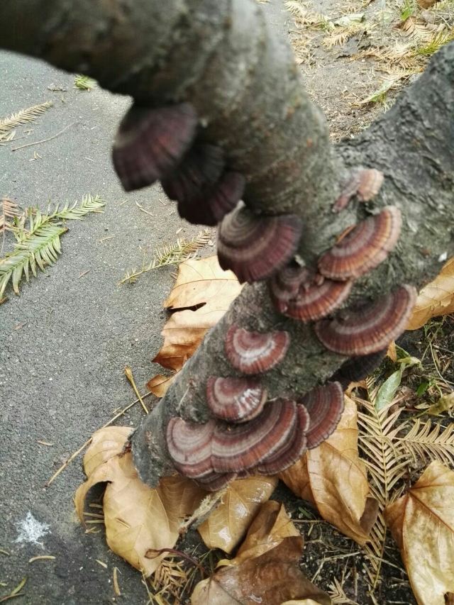 수탉 산