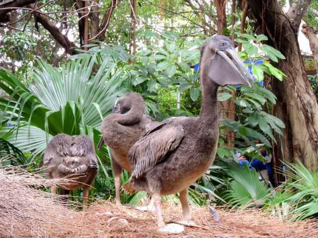 Chimelong Bird Park