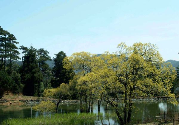 景宁县草鱼塘森林公园