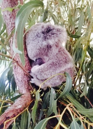 Wild Life餐厅图片