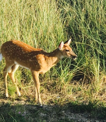 Beach Hut at Smith Point