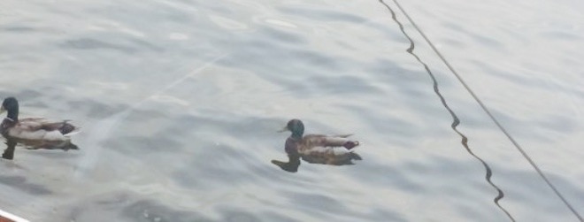 Shorty Pants Lounge and Marina