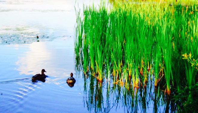 Pine Tree Frosty餐厅图片