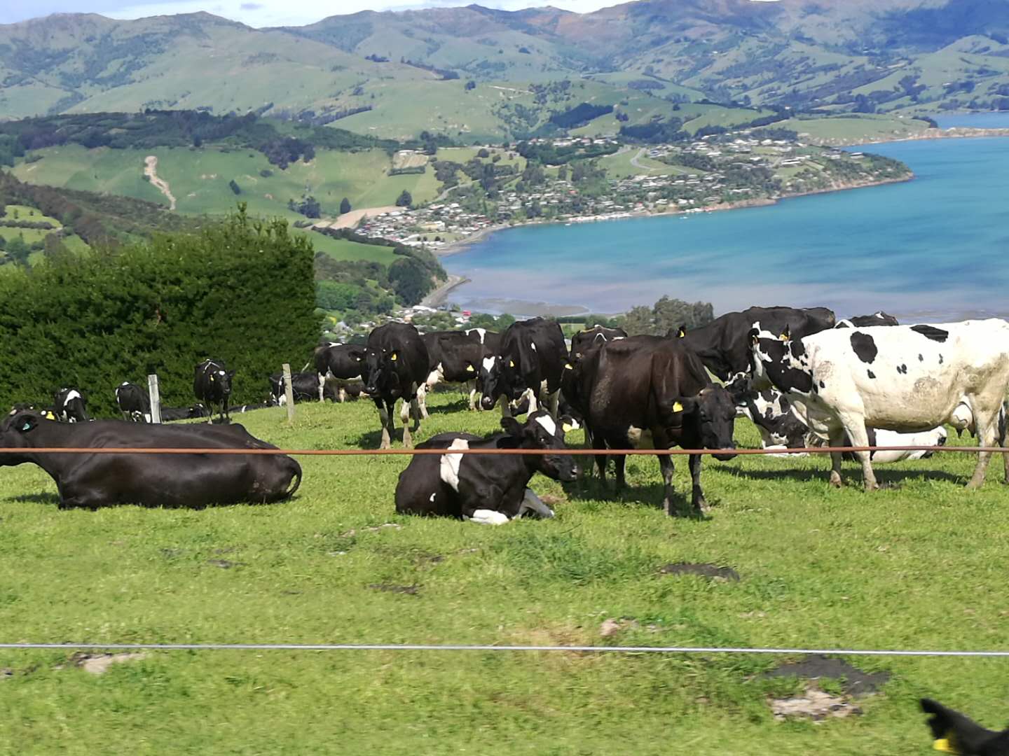 新西兰牛羊成群